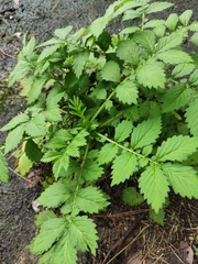 Agrimonia pilosa