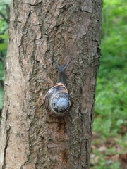 Cepaea nemoralis