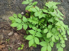 Agrimonia pilosa