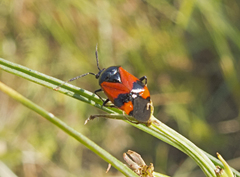 Deraeocoris rutilus