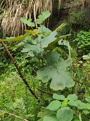 Macleaya cordata