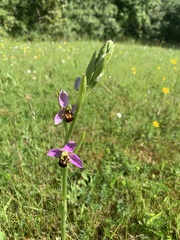Ophrys apifera