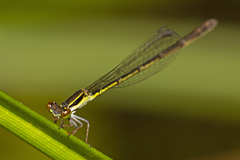 Agriocnemis rubricauda