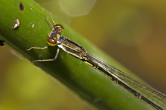 Agriocnemis rubricauda