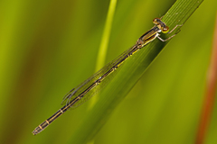 Agriocnemis rubricauda