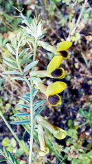 Vicia melanops
