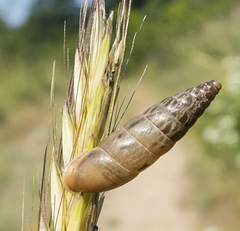 Eubrephulus bicallosus