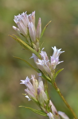 Gentiana olgae