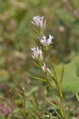 Gentiana olgae