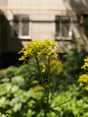 Bunias orientalis