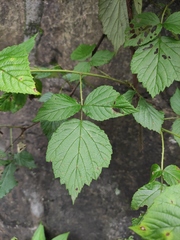 Rubus coreanus