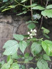 Rubus coreanus