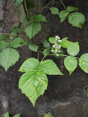 Rubus coreanus