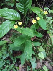 Hypericum sampsonii