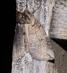 Euthyatira semicircularis