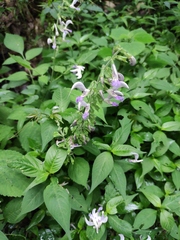 Salvia miltiorrhiza