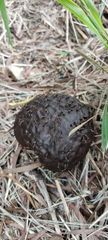 Calvatia lilacina