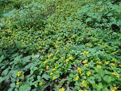 Lysimachia christinae