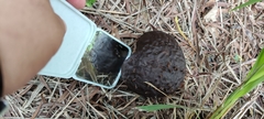 Calvatia lilacina