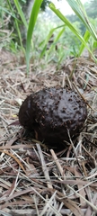 Calvatia lilacina
