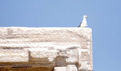 Larus michahellis michahellis
