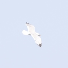 Larus michahellis michahellis