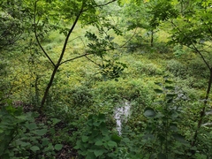 Lysimachia christinae