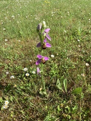 Ophrys apifera