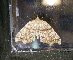 Chalastra pellurgata