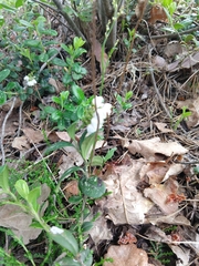 Vaccinium vitis-idaea