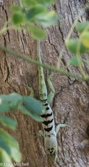 Anolis roquet salinei