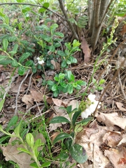 Vaccinium vitis-idaea