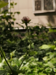 Geum urbanum