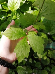 Geum urbanum