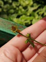 Geum urbanum