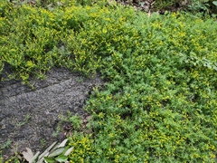 Sedum lineare