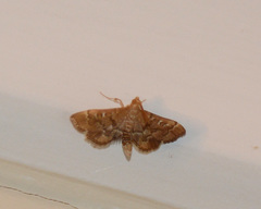Nacoleia rhoeoalis