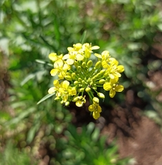 Brassicaceae