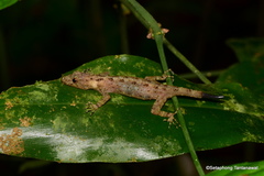 Cnemaspis siamensis