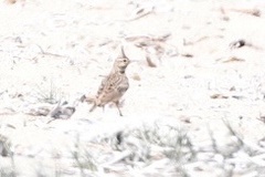 Galerida cristata meridionalis