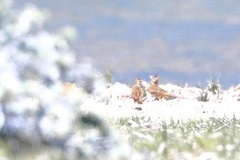 Galerida cristata meridionalis