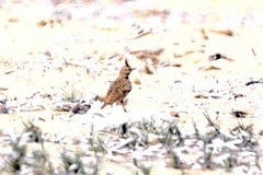 Galerida cristata meridionalis