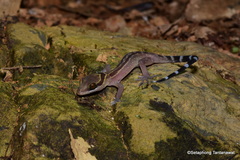 Cyrtodactylus phetchaburiensis
