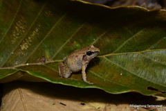 Limnonectes hascheanus