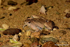 Microhyla berdmorei