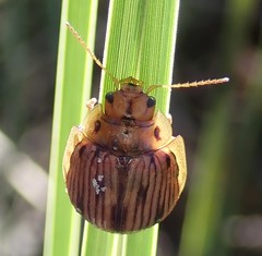 Paropsisterna interlita