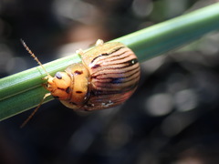 Paropsisterna interlita