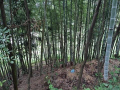 Phyllostachys edulis