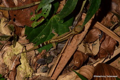 Cyrtodactylus phetchaburiensis