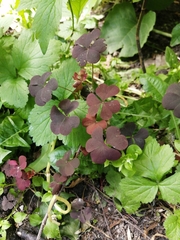 Oxalis stricta rufa